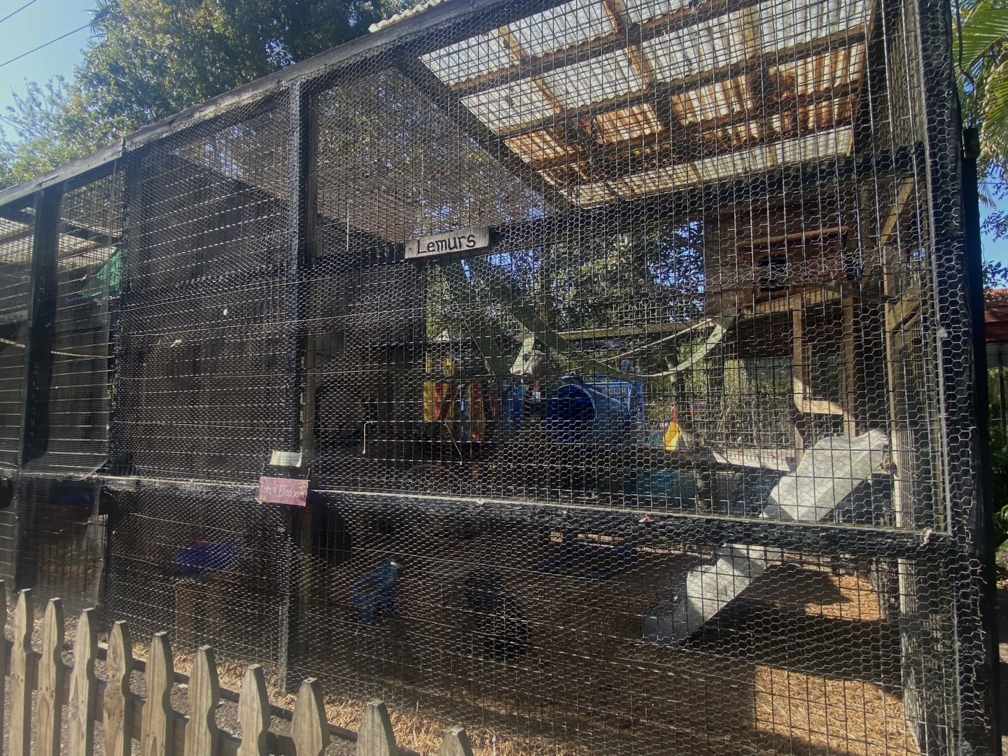 Ring-Tailed Lemur Exhibit