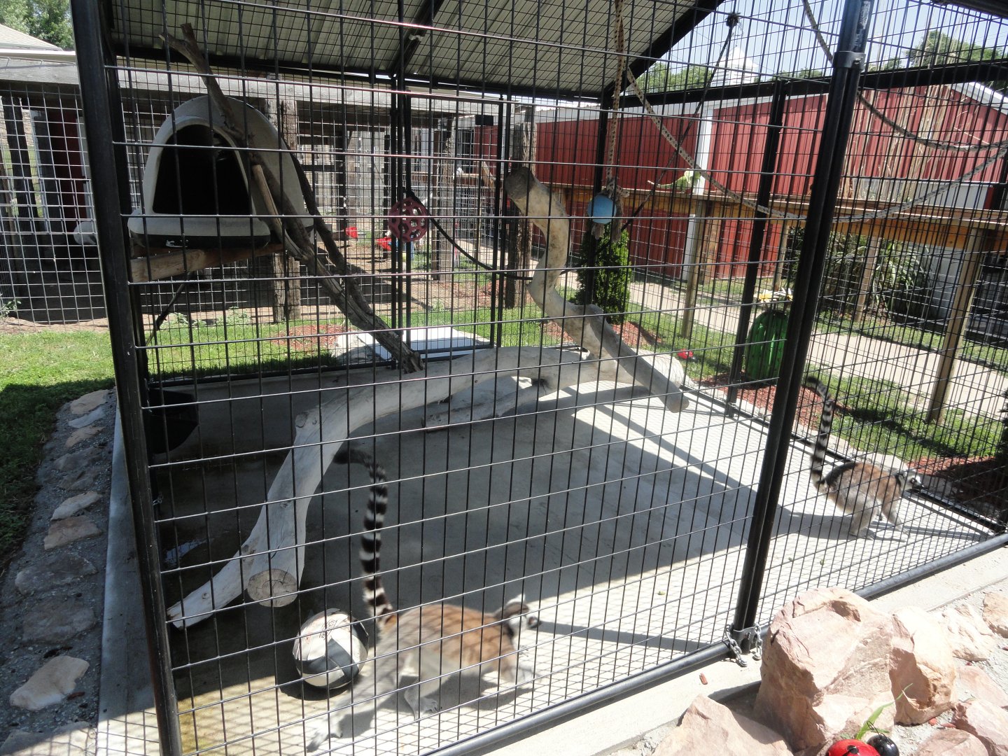 Ring Tailed Lemur Exhibit