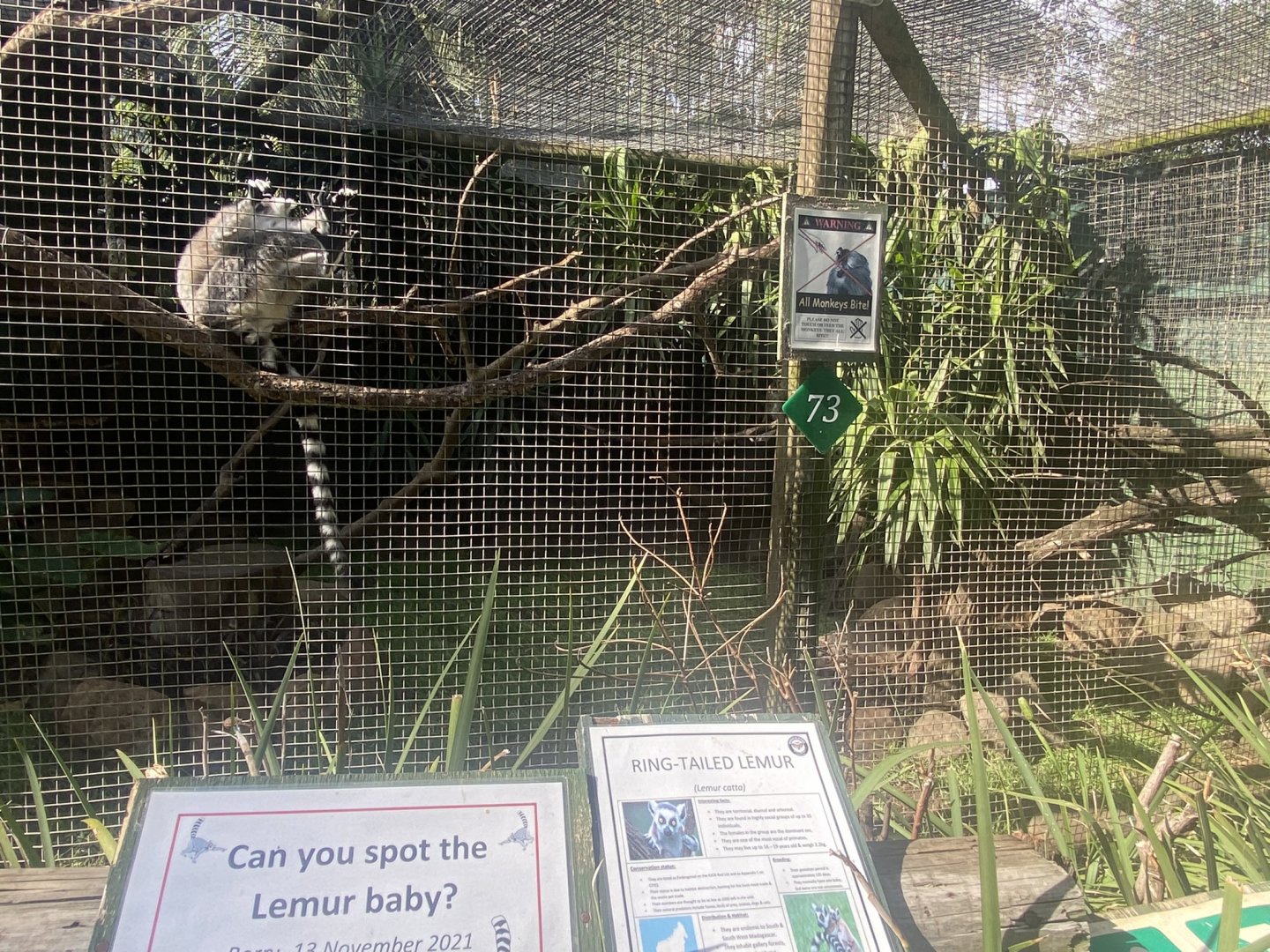 Ring-Tailed Lemur Exhibit