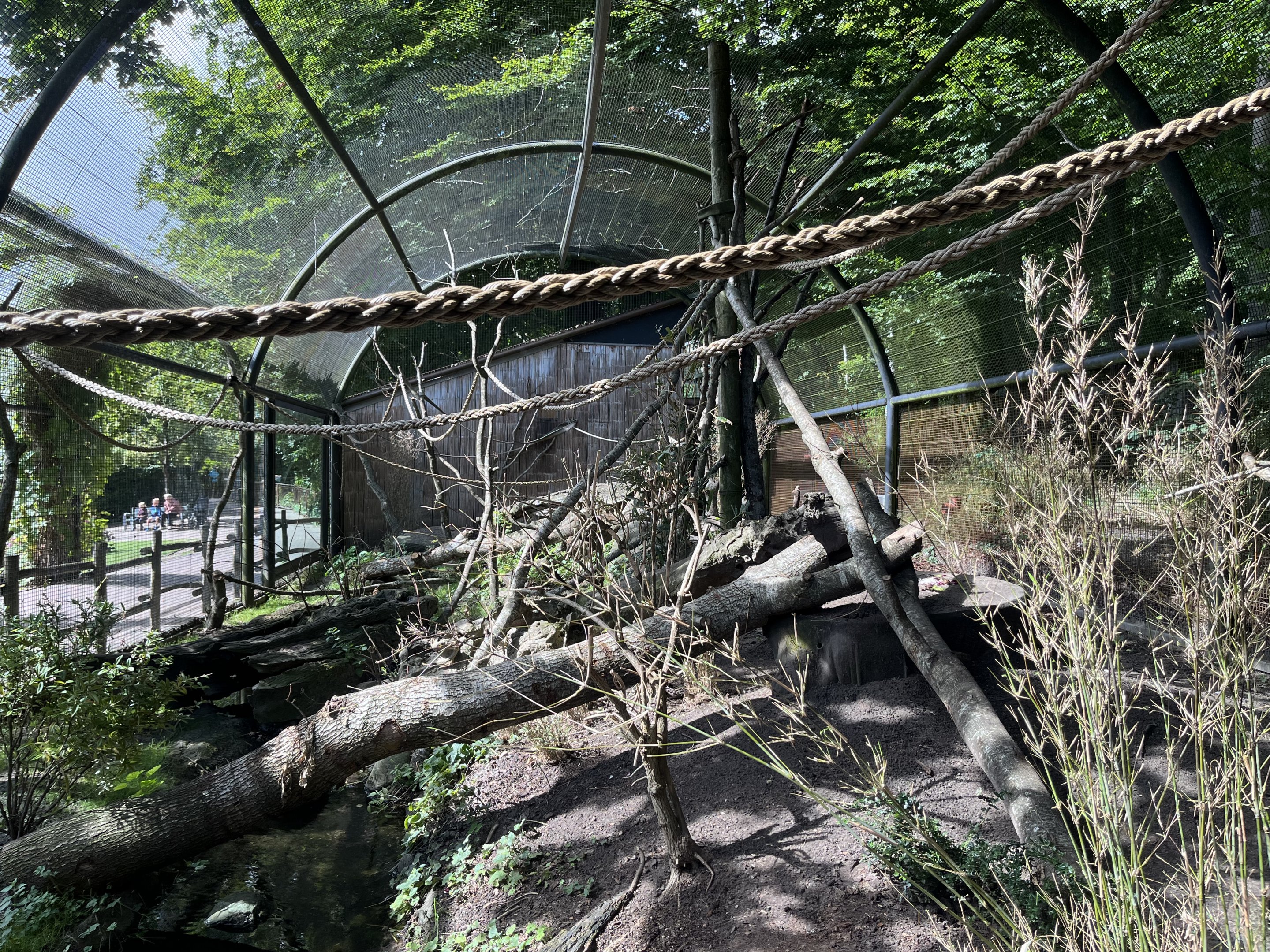 Ring-tailed Lemur Exhibit