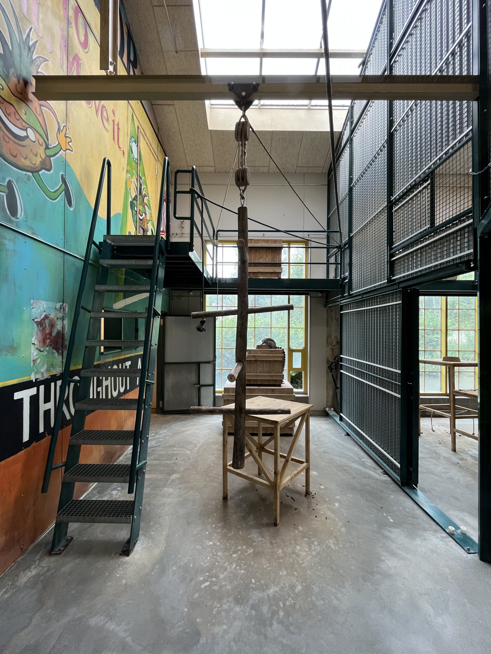 Ring-tailed Lemur Exhibit