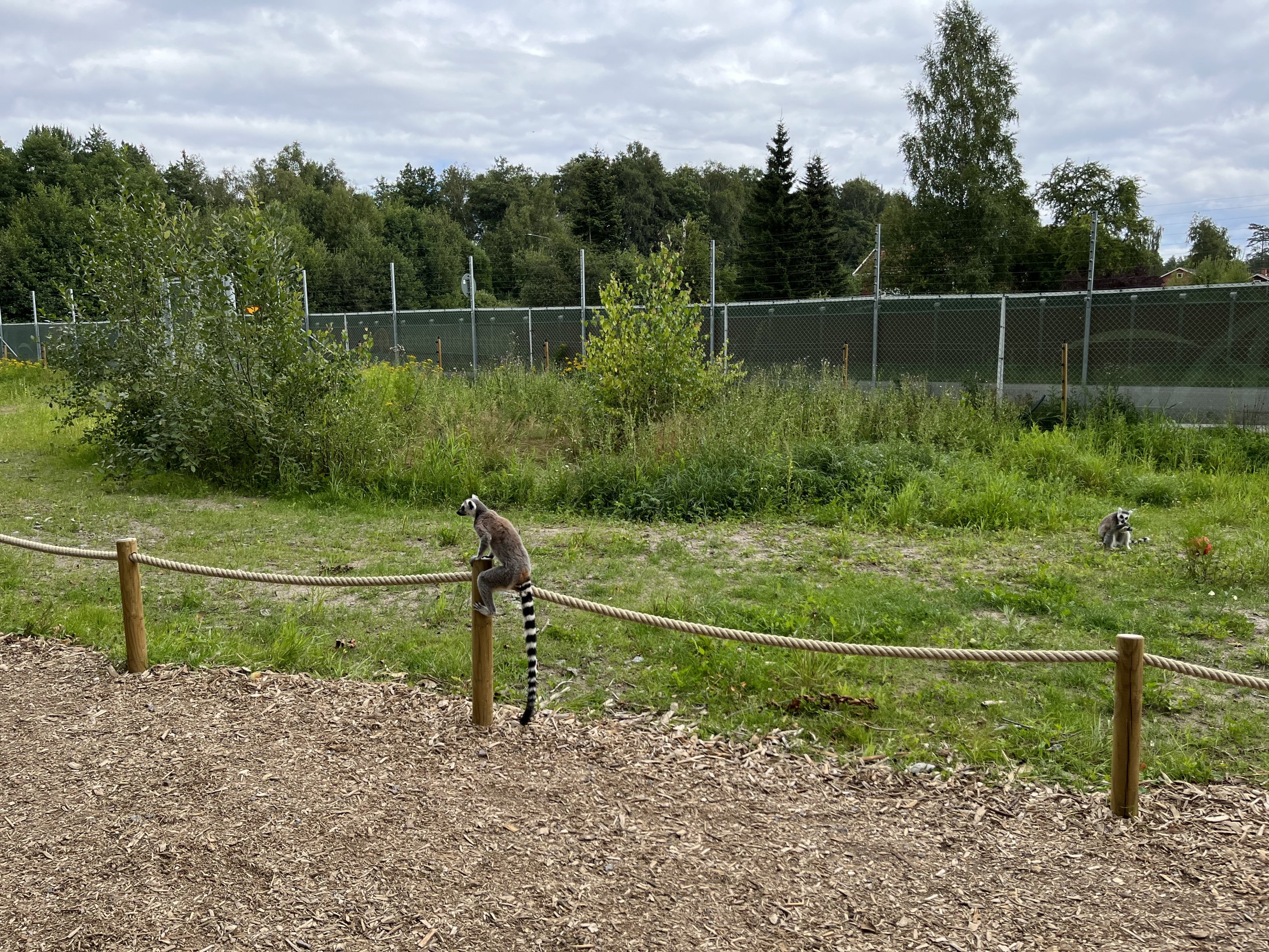 Ring-tailed Lemur Exhibit