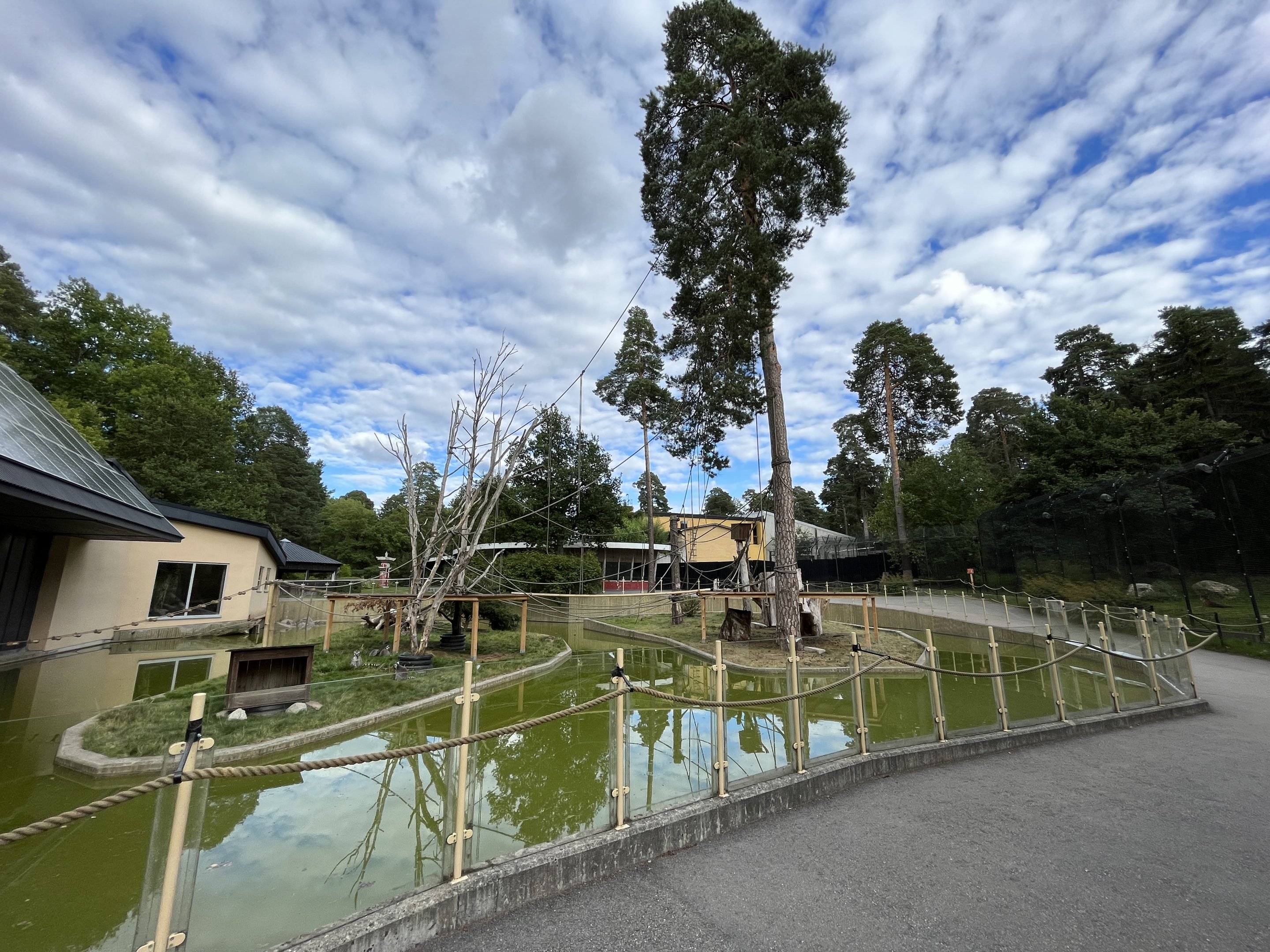 Ring-tailed Lemur Exhibit
