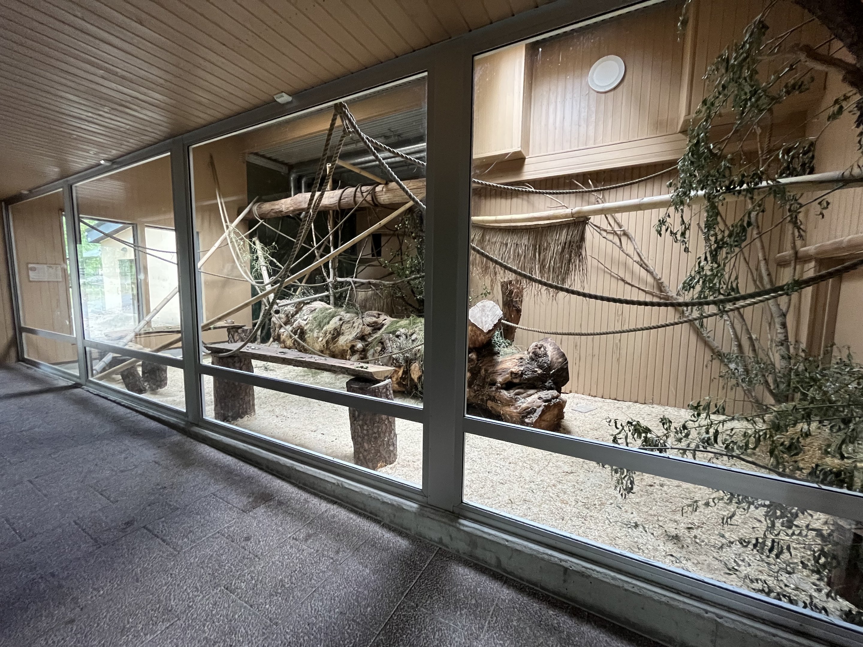 Ring-tailed Lemur Exhibit
