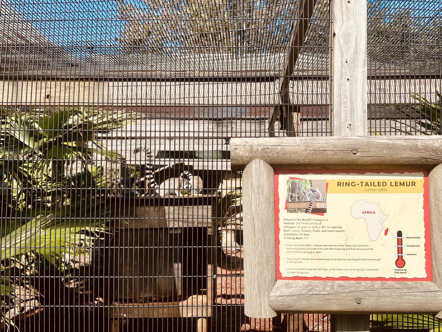 Ring-Tailed Lemur Exhibit