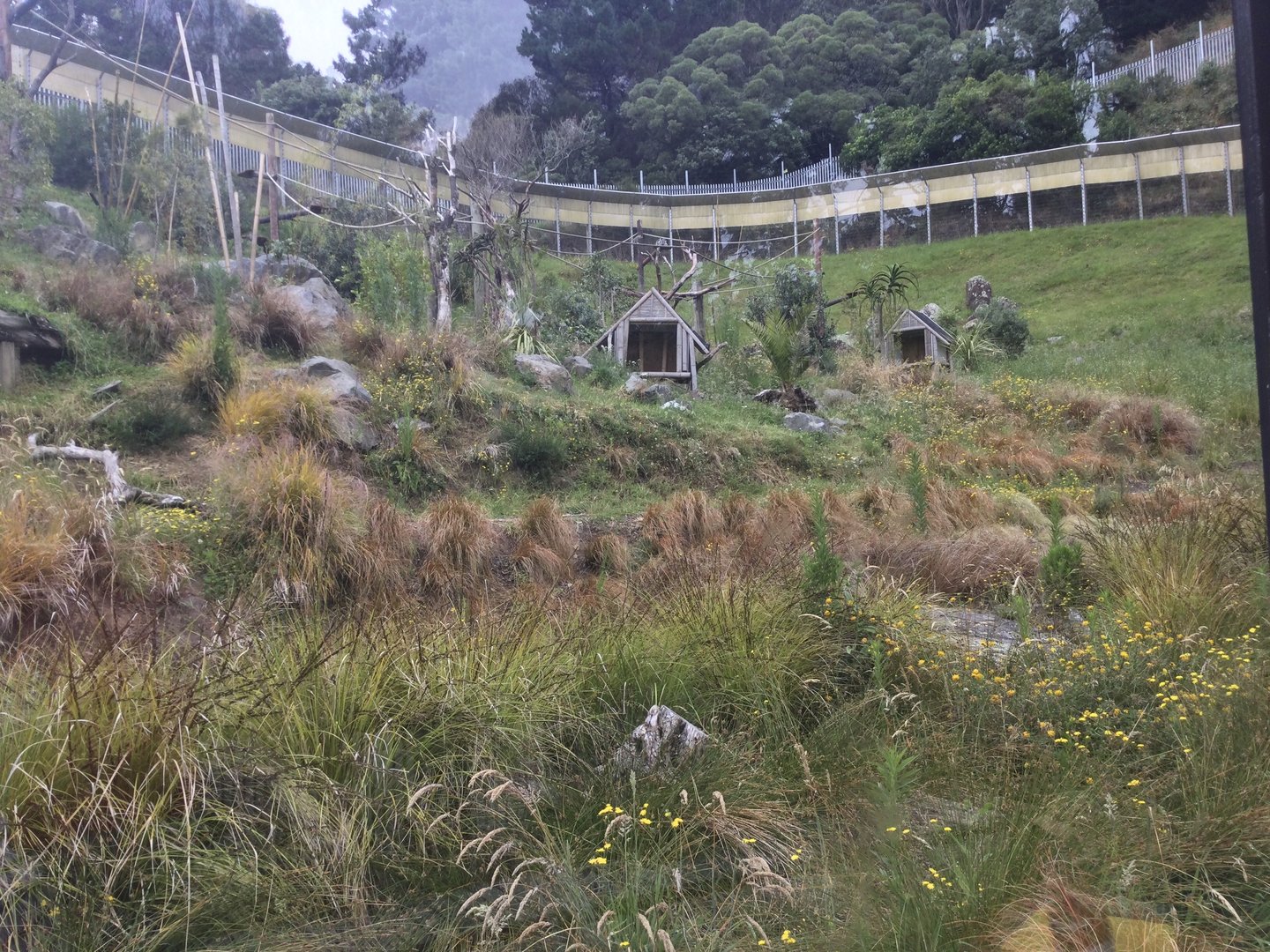 Ring-tailed Lemur Exhibit