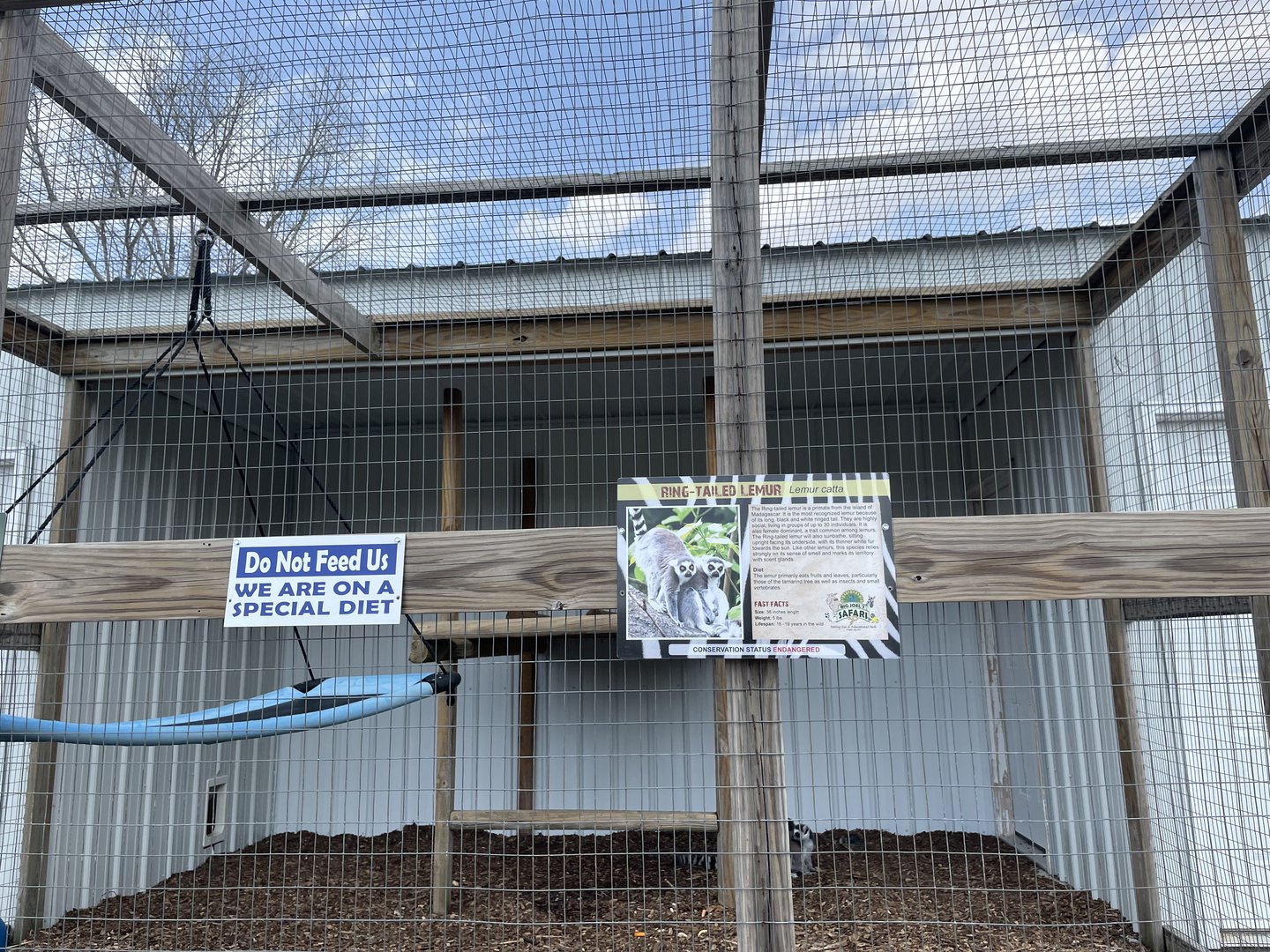 Ring-Tailed Lemur Exhibit