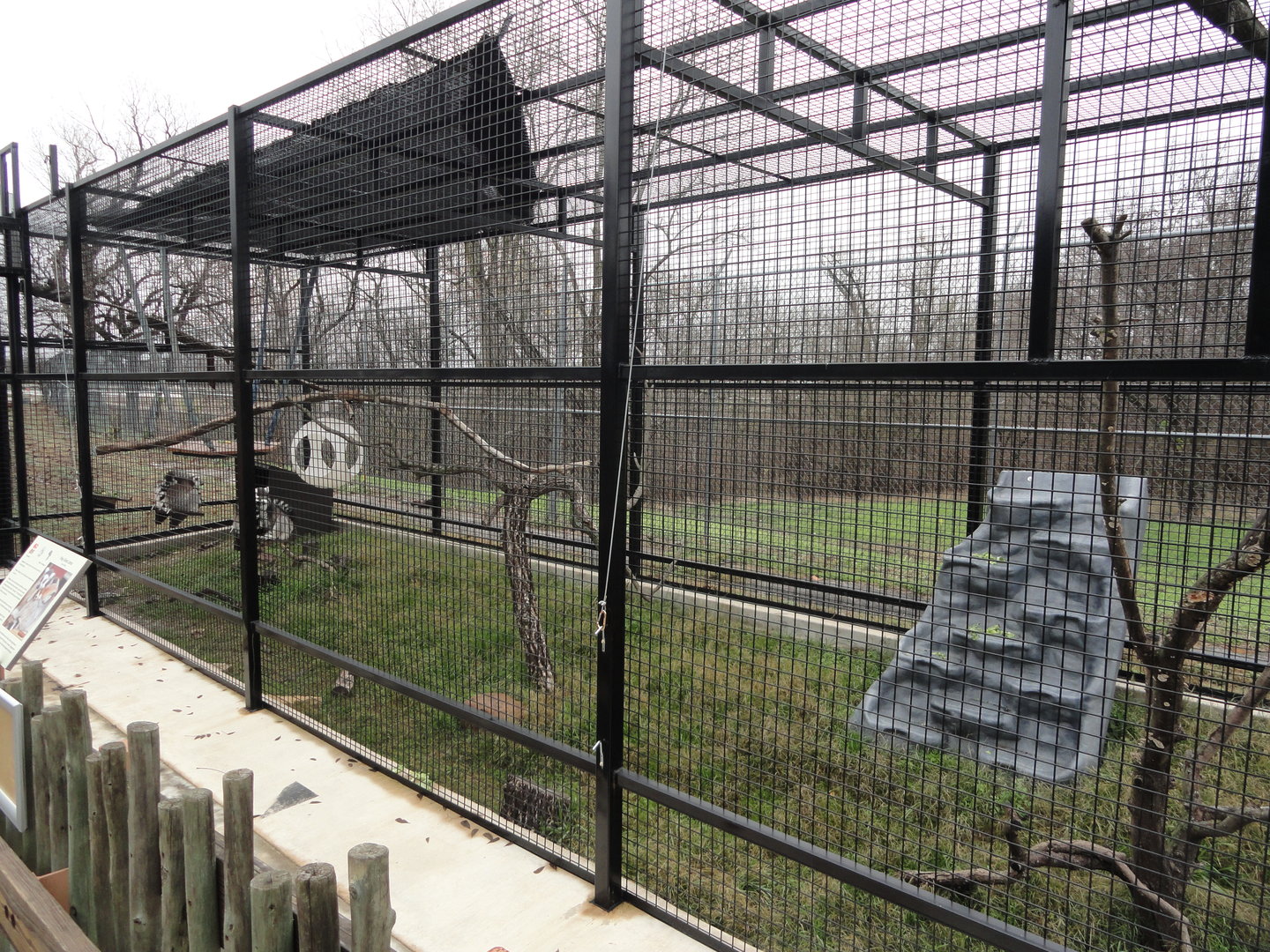 Ring Tailed Lemur Exhibit
