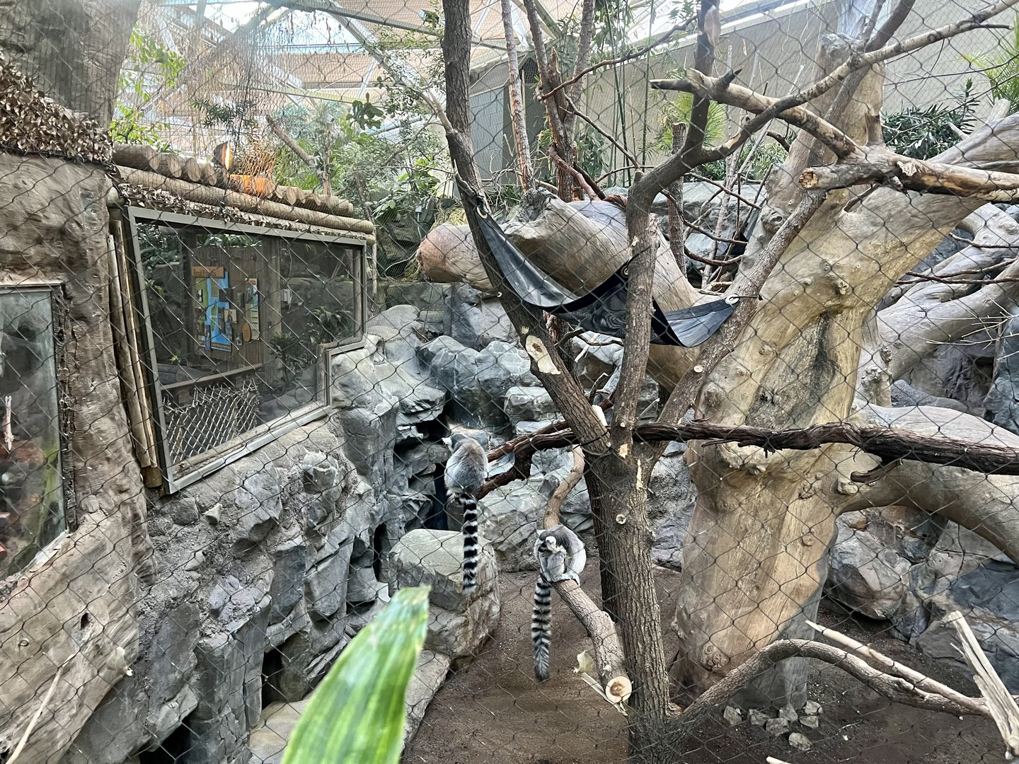 Ring-tailed Lemur Exhibit