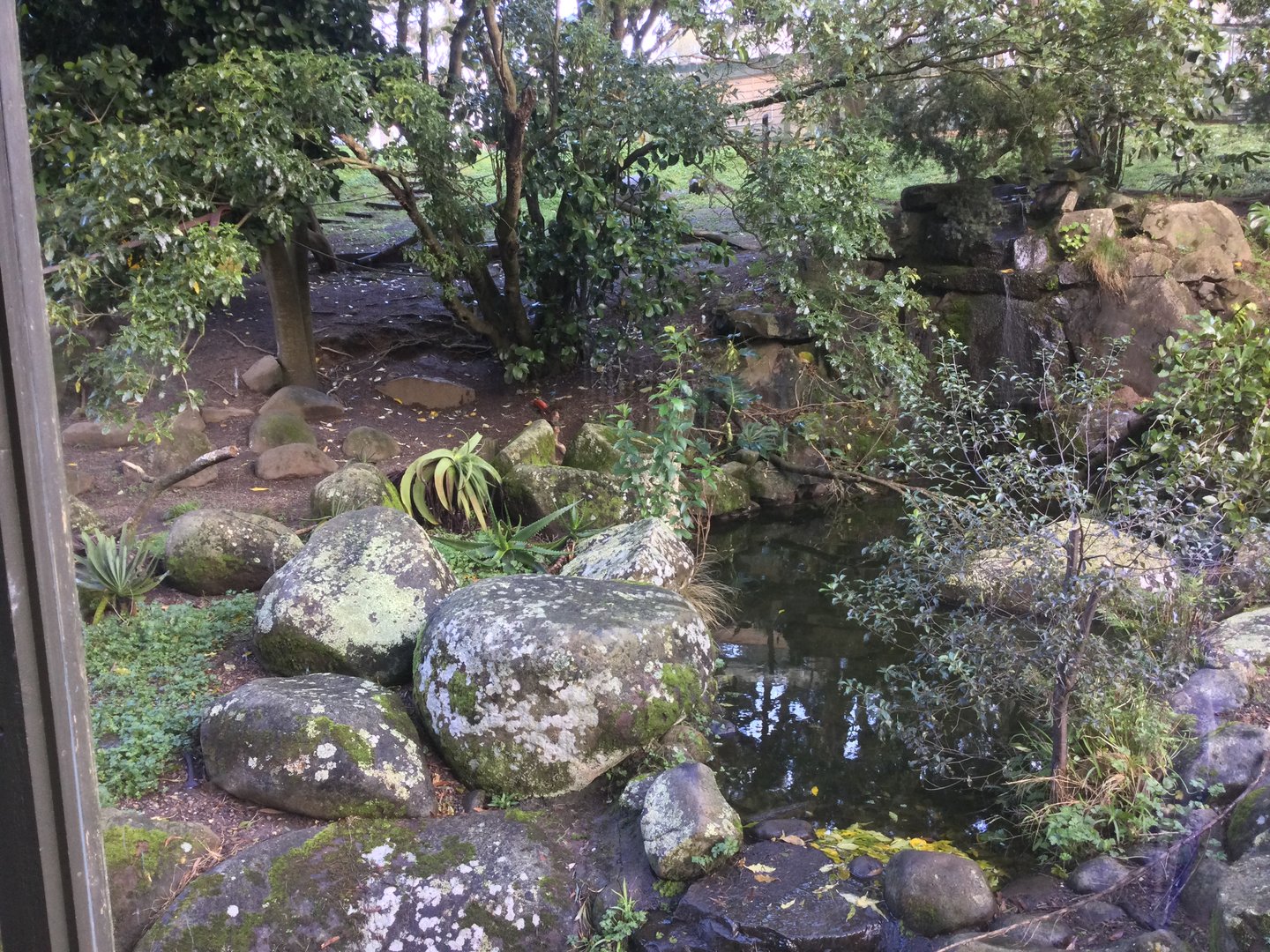 Ring-tailed Lemur Exhibit