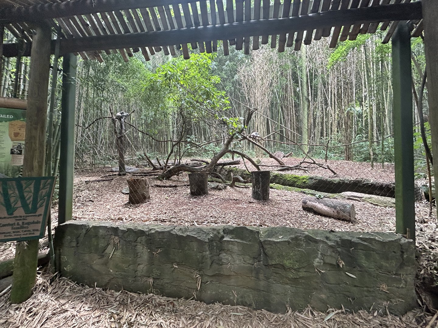 Ring-tailed Lemur Exhibit