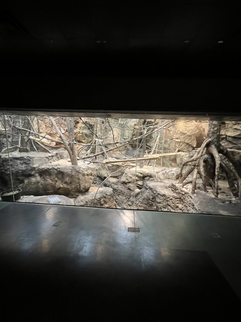 Ring-Tailed Lemur Exhibit