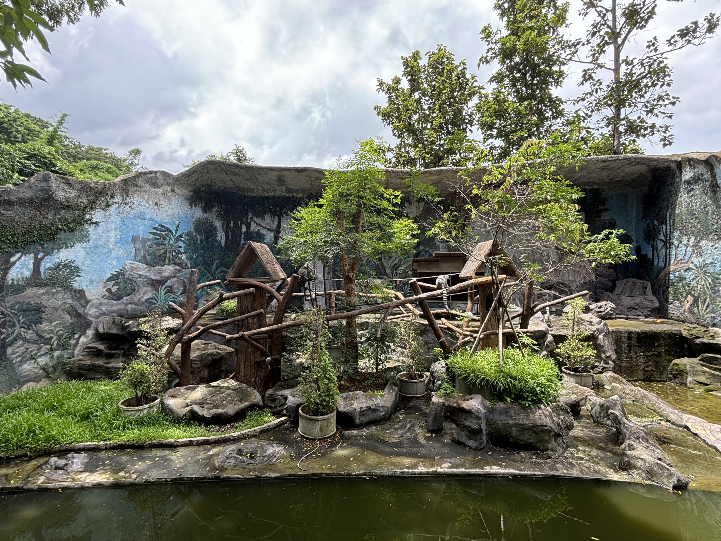 Ring-tailed Lemur Exhibit