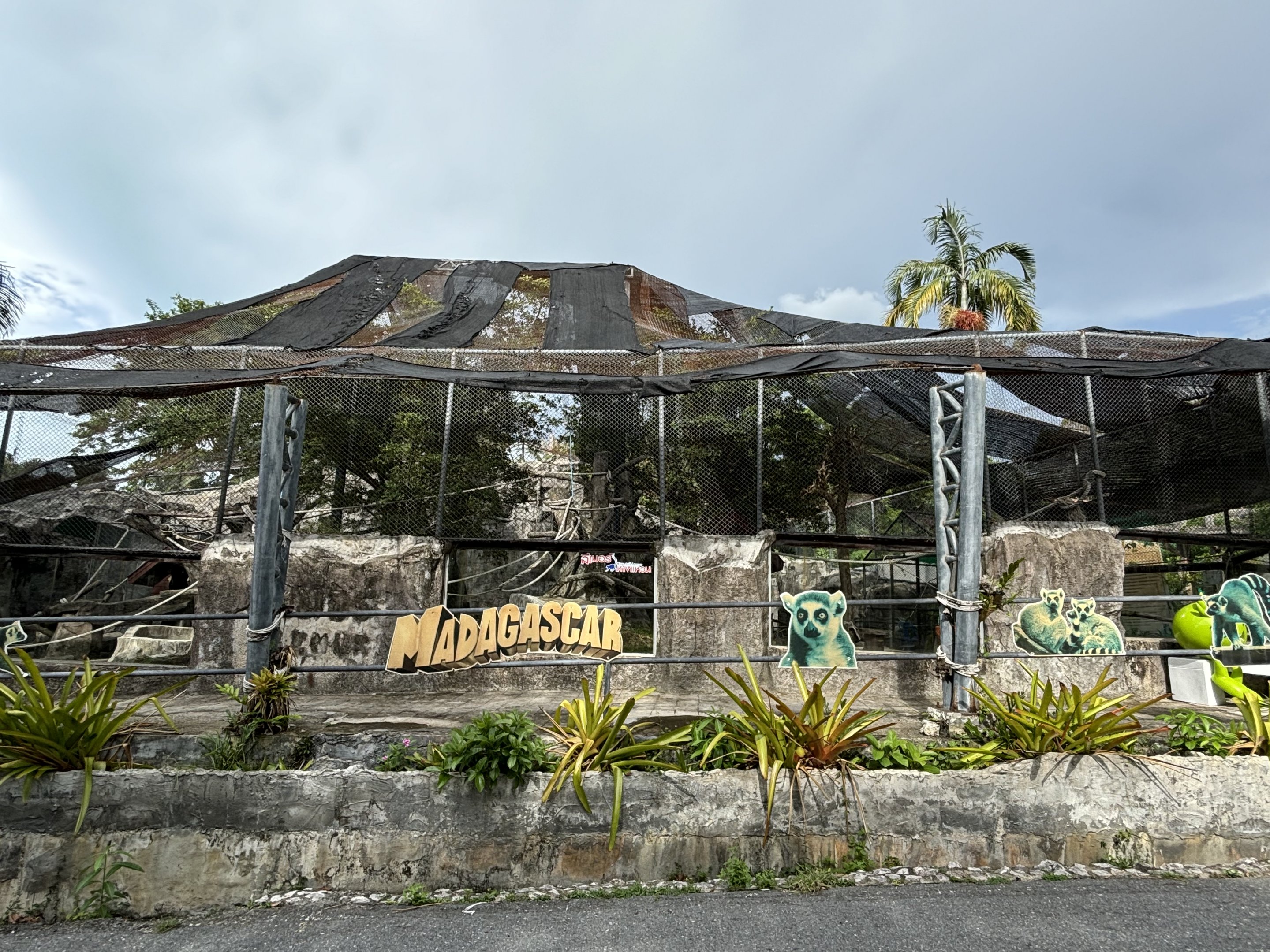 Ring-tailed Lemur Exhibit