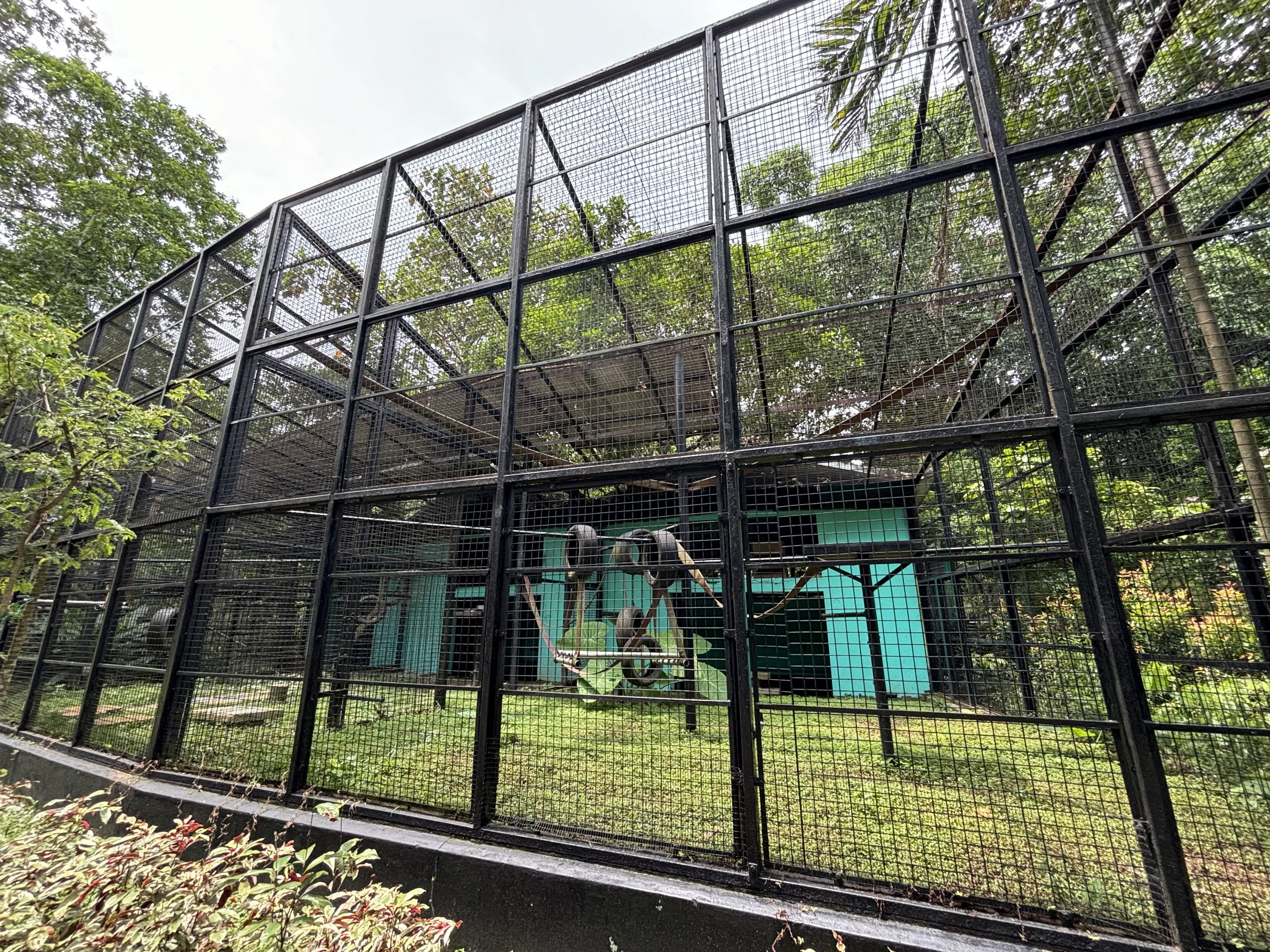 Ring-tailed Lemur Exhibit