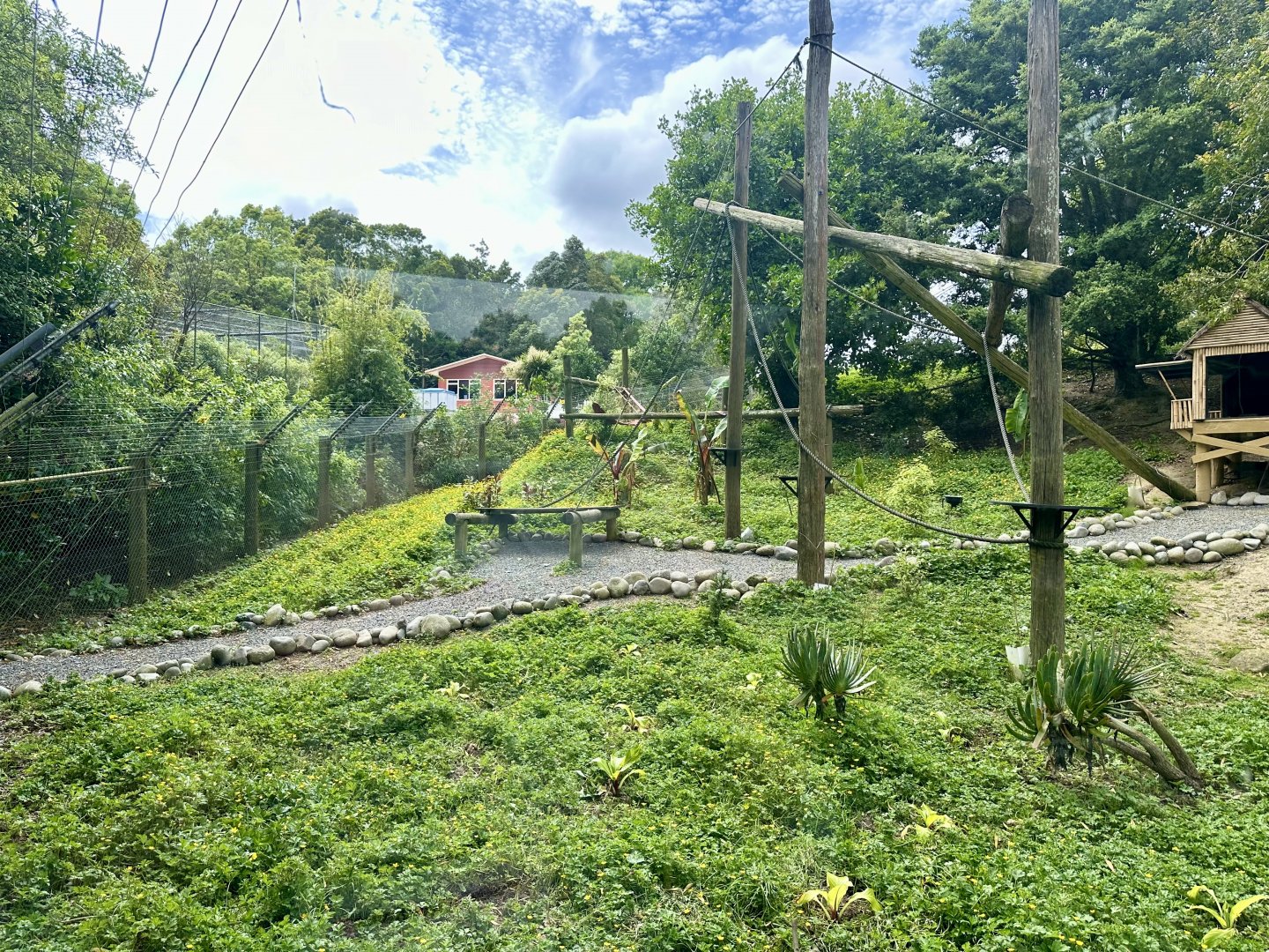 Ring-tailed Lemur Exhibit