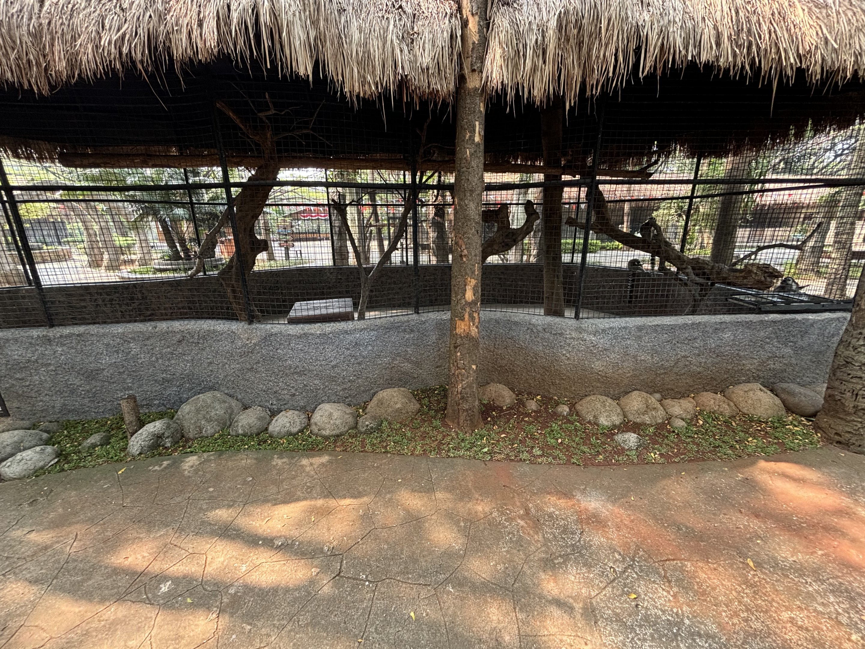 Ring-tailed Lemur Exhibit