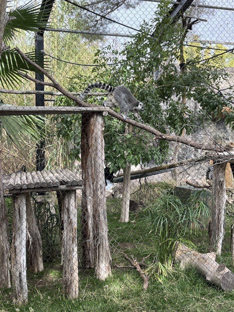 ring tailed lemur exhibit
