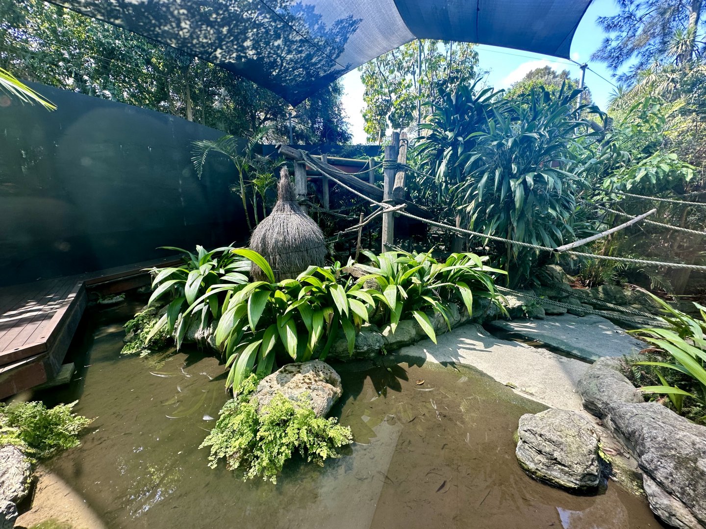Ring-tailed Lemur Exhibit
