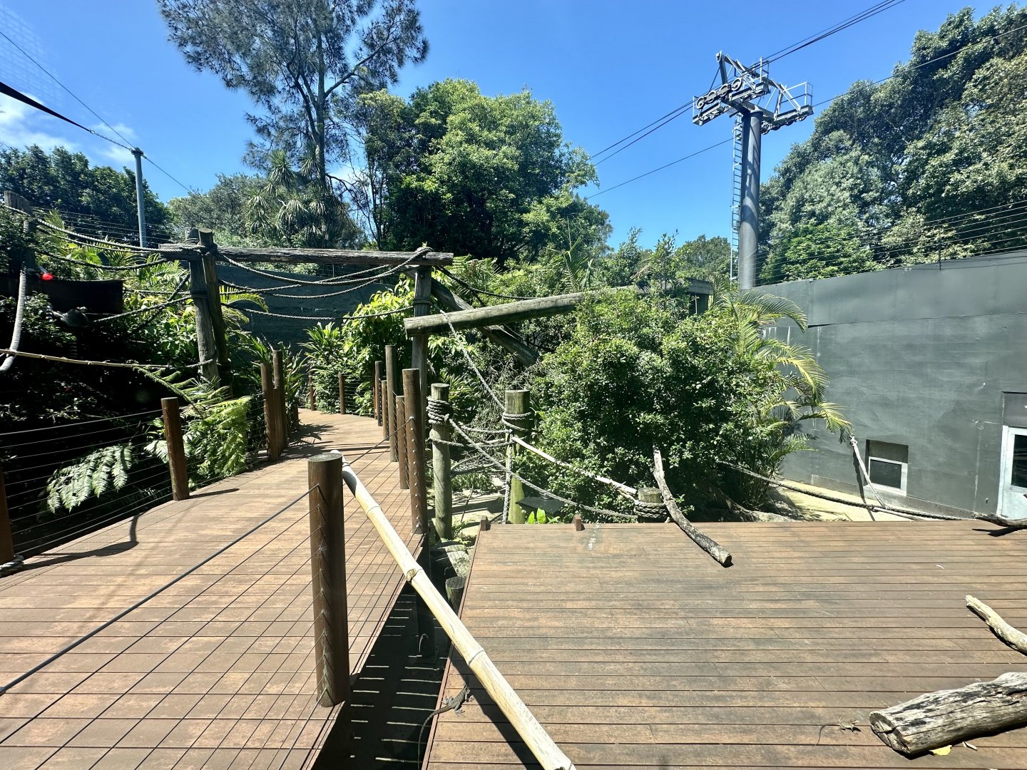 Ring-tailed Lemur Exhibit