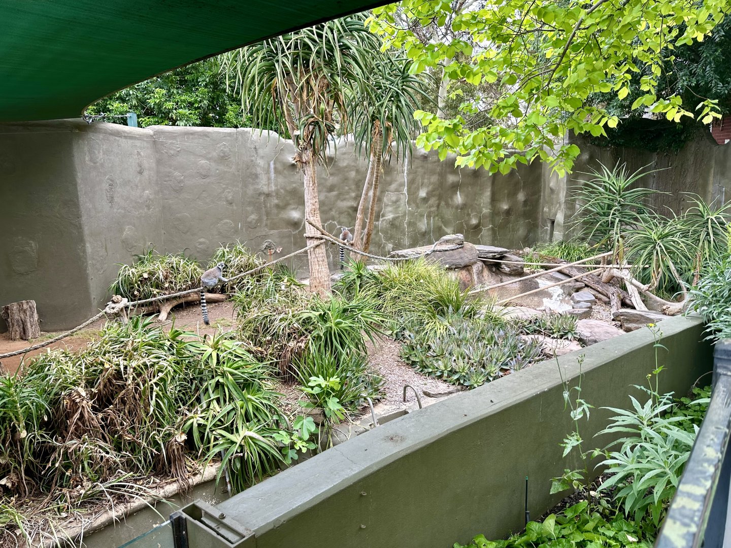 Ring-tailed Lemur Exhibit