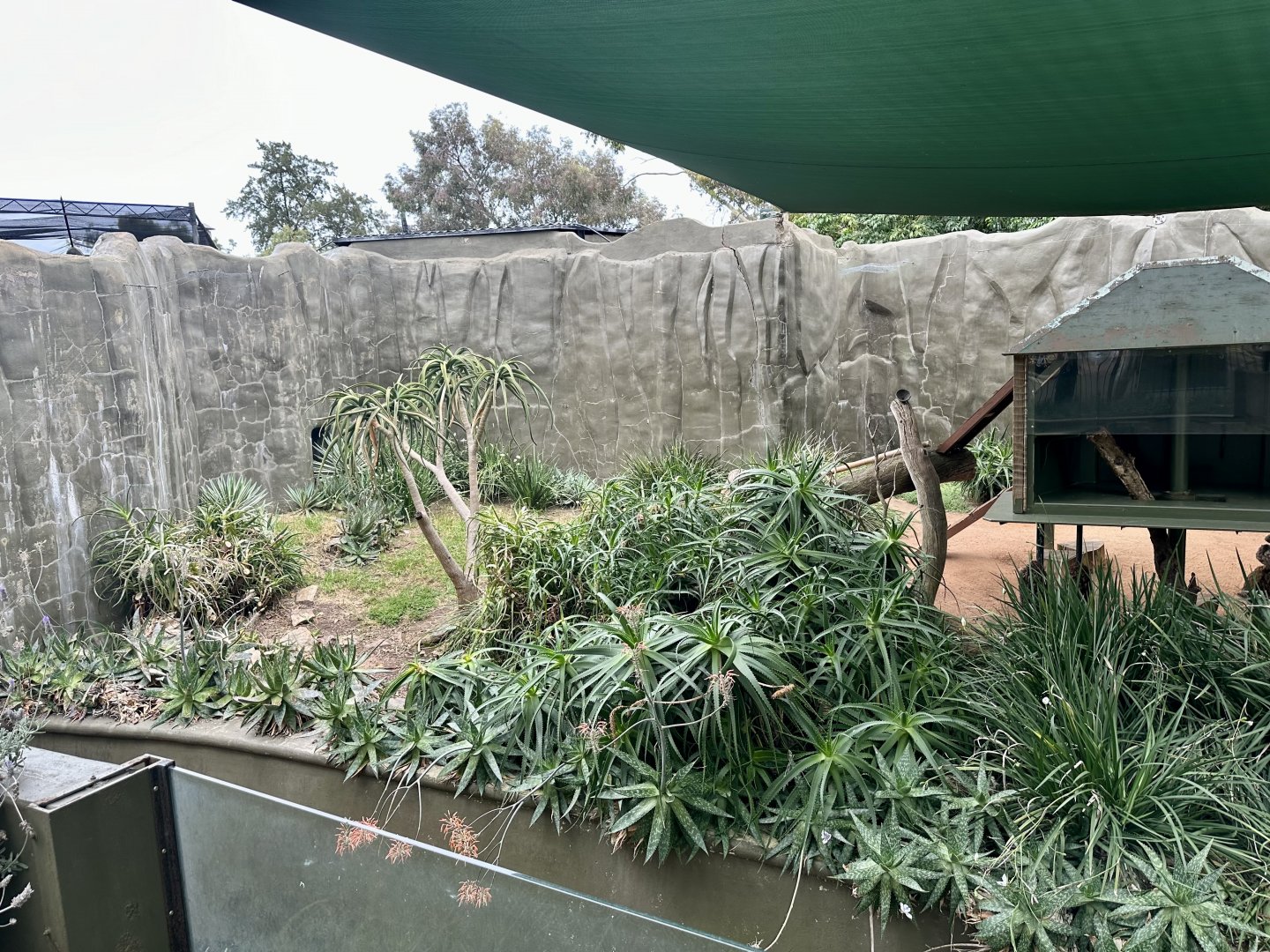 Ring-tailed Lemur Exhibit