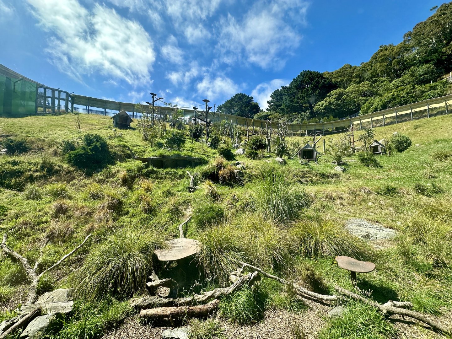 Ring-tailed Lemur Exhibit
