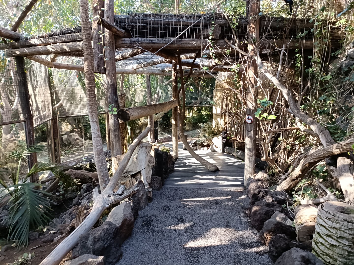 Ring-tailed lemur exhibit