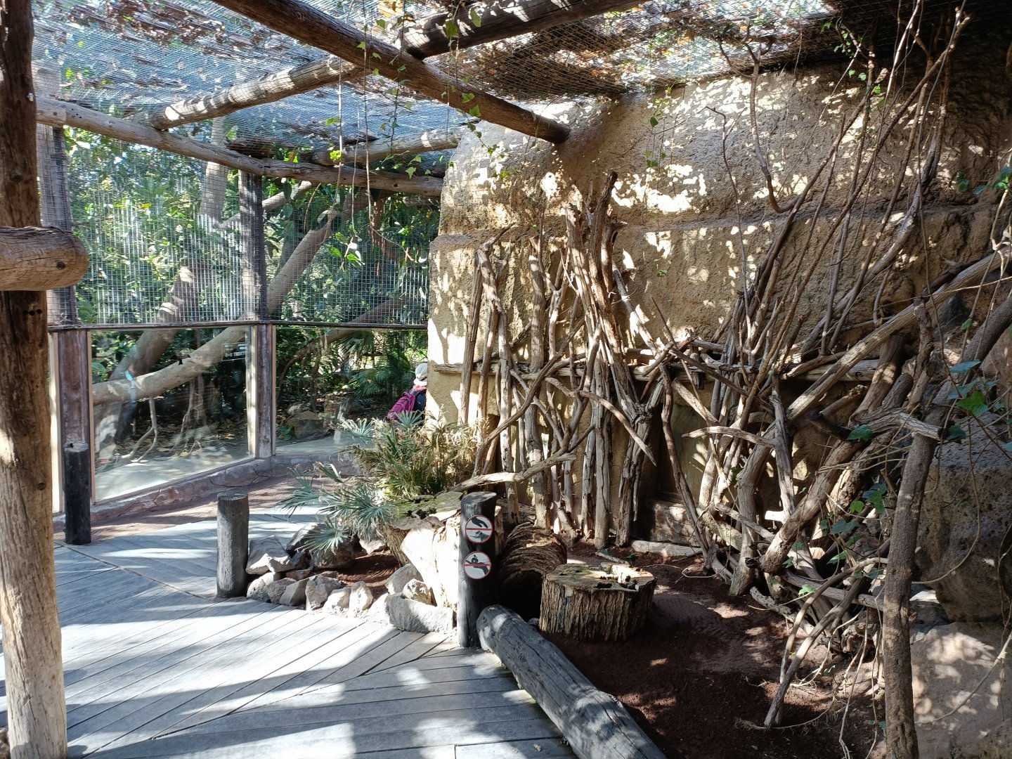 Ring-tailed lemur exhibit
