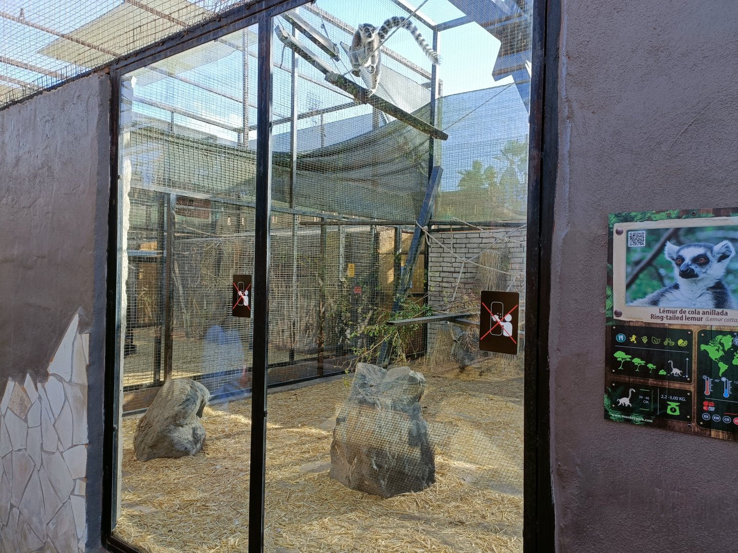 Ring-tailed lemur exhibit