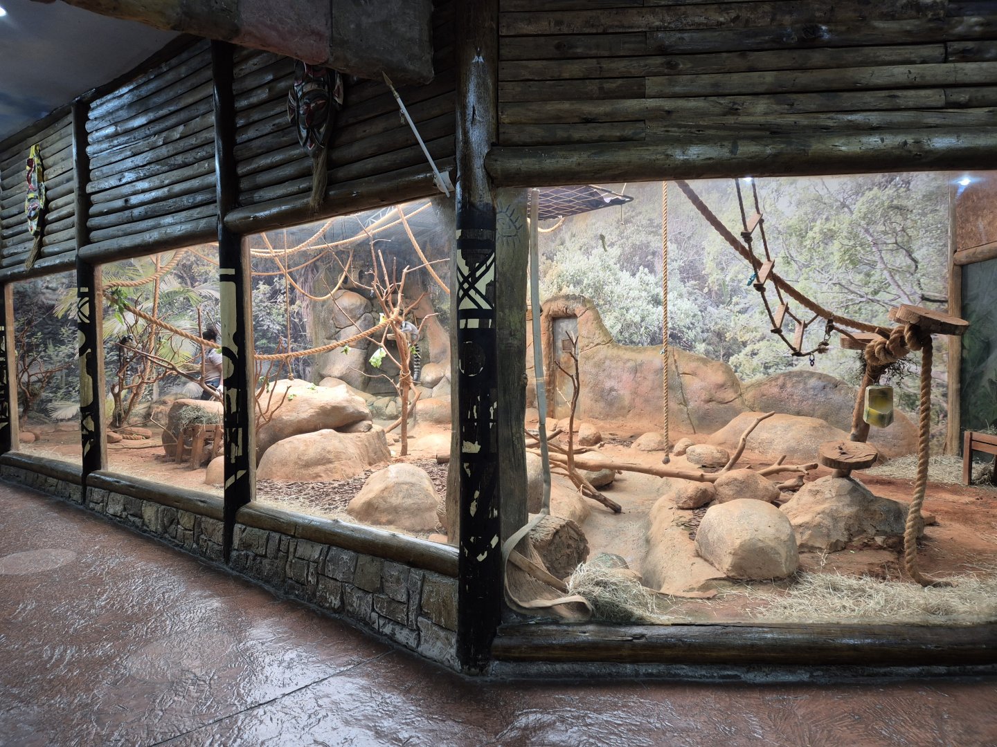 Ring-tailed Lemur exhibit