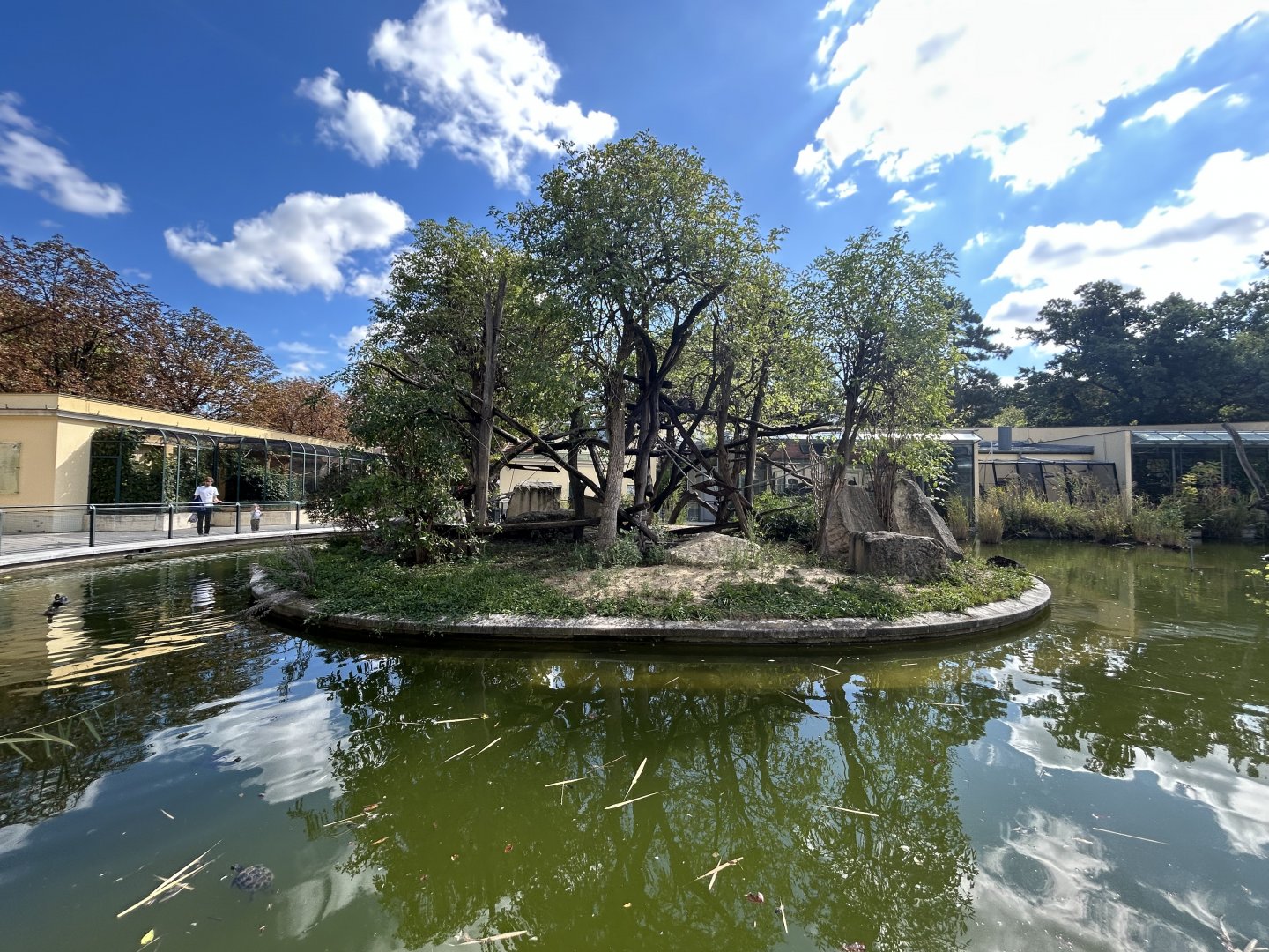 Ring-tailed Lemur Exhibit