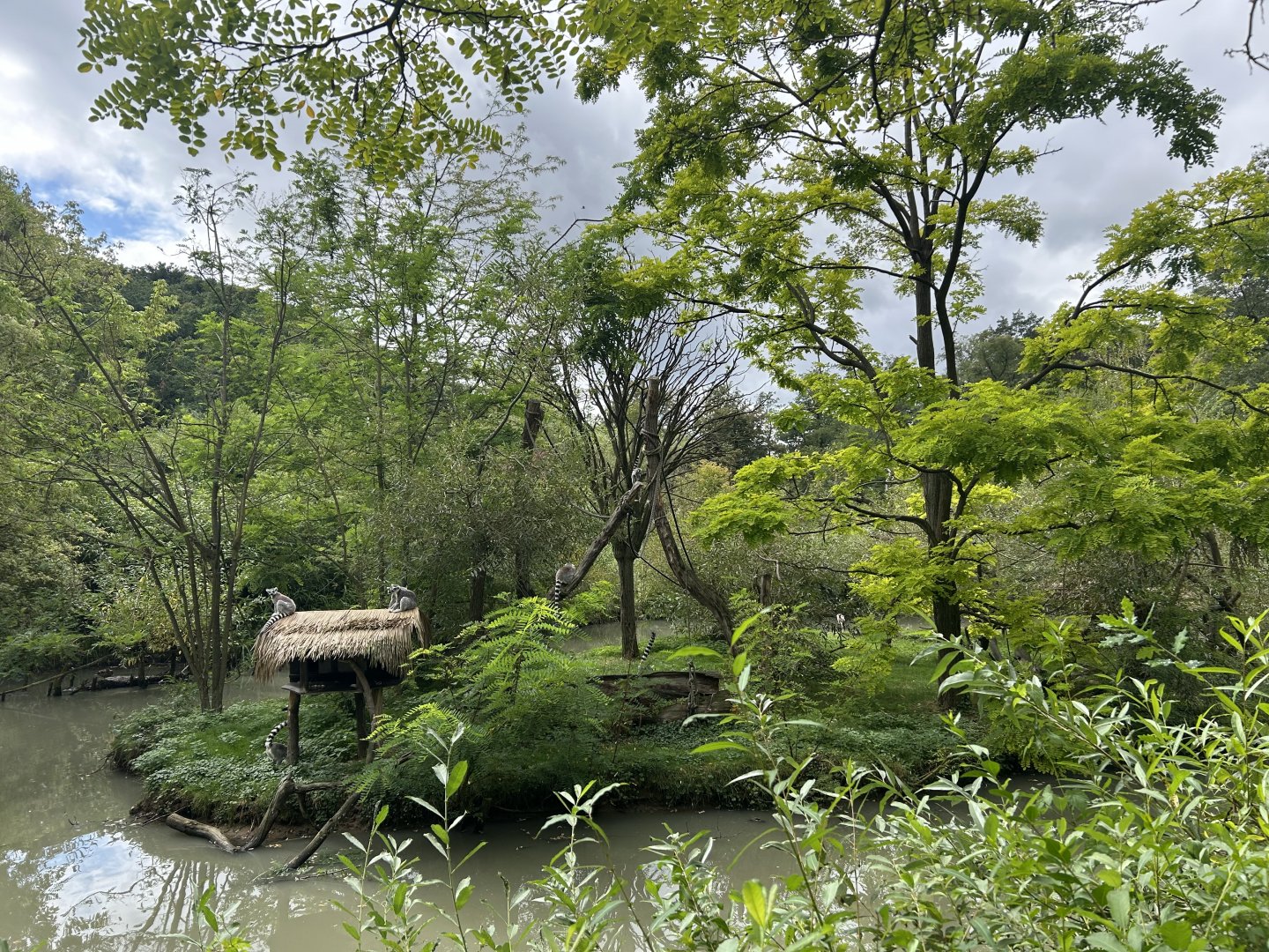 Ring-tailed Lemur Exhibit