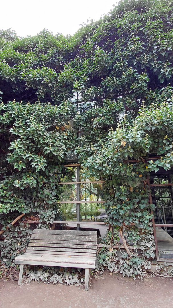 Ring-tailed lemur exhibit