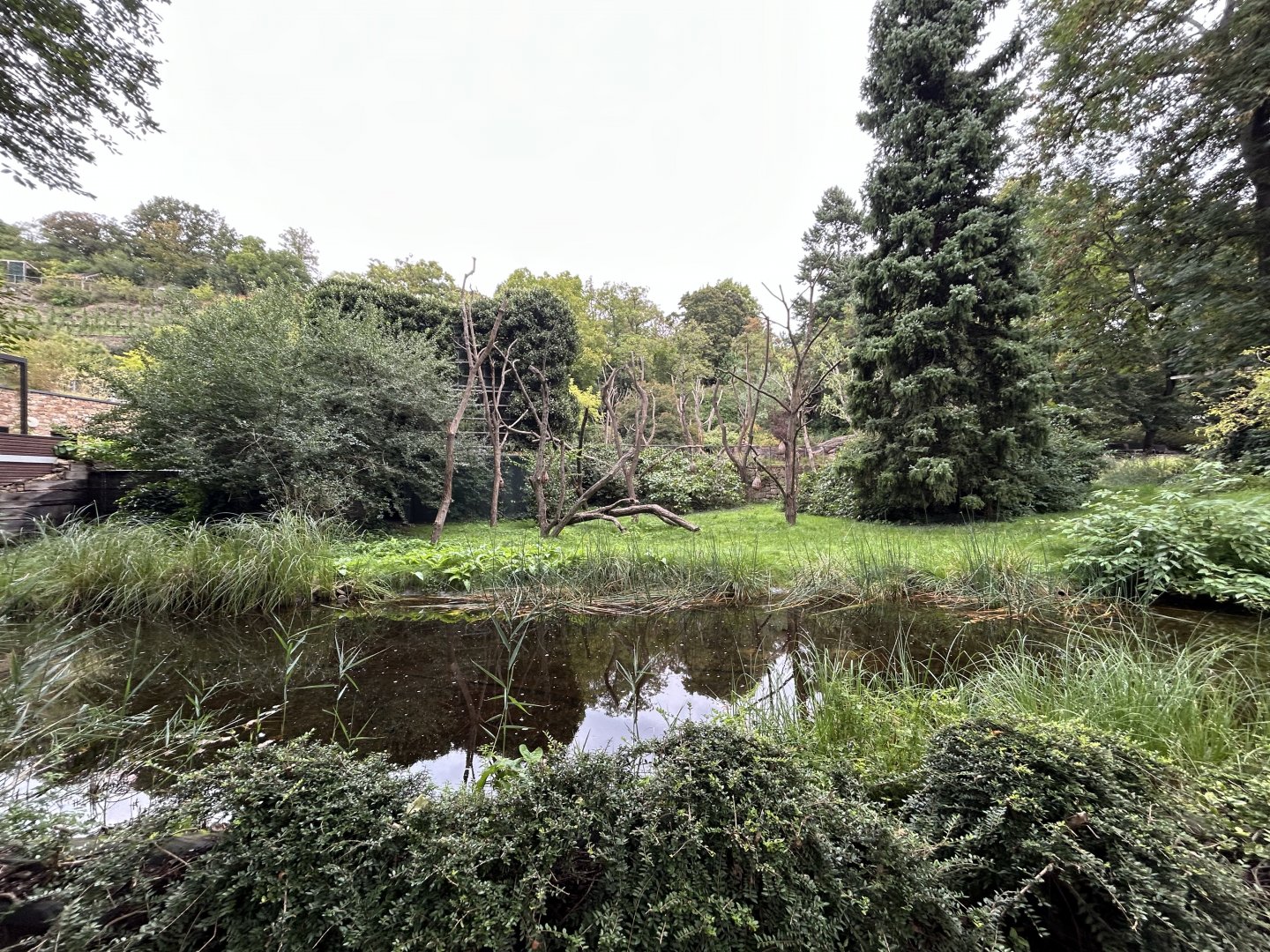Ring-tailed Lemur Exhibit