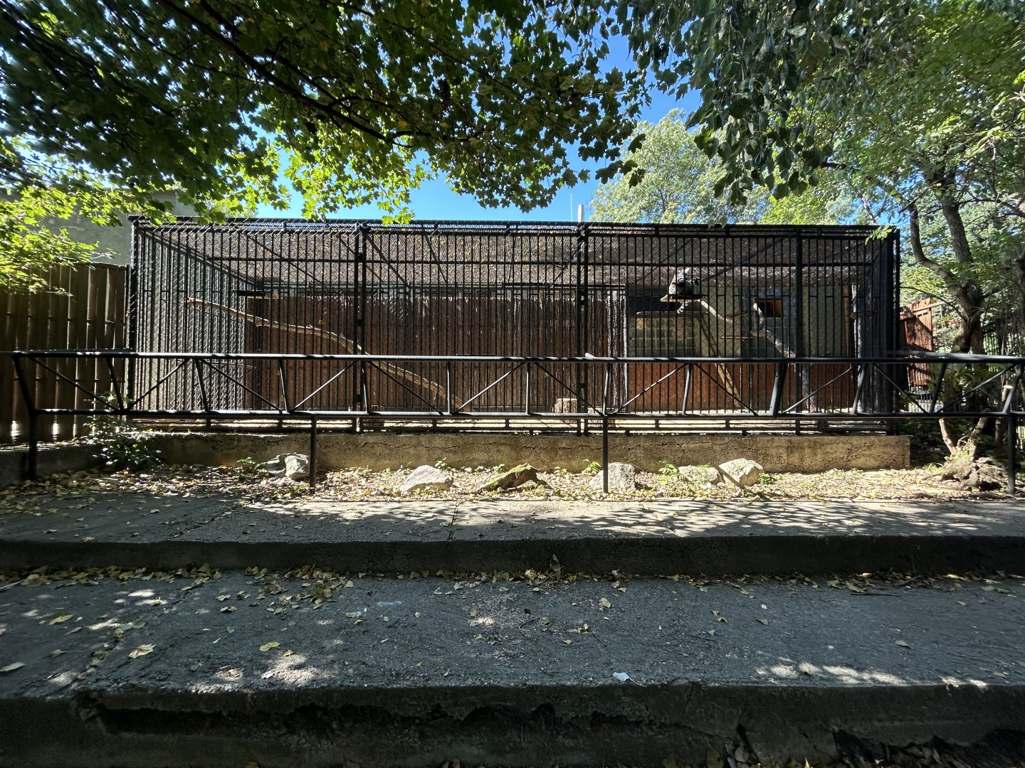 Ring-tailed Lemur Exhibit