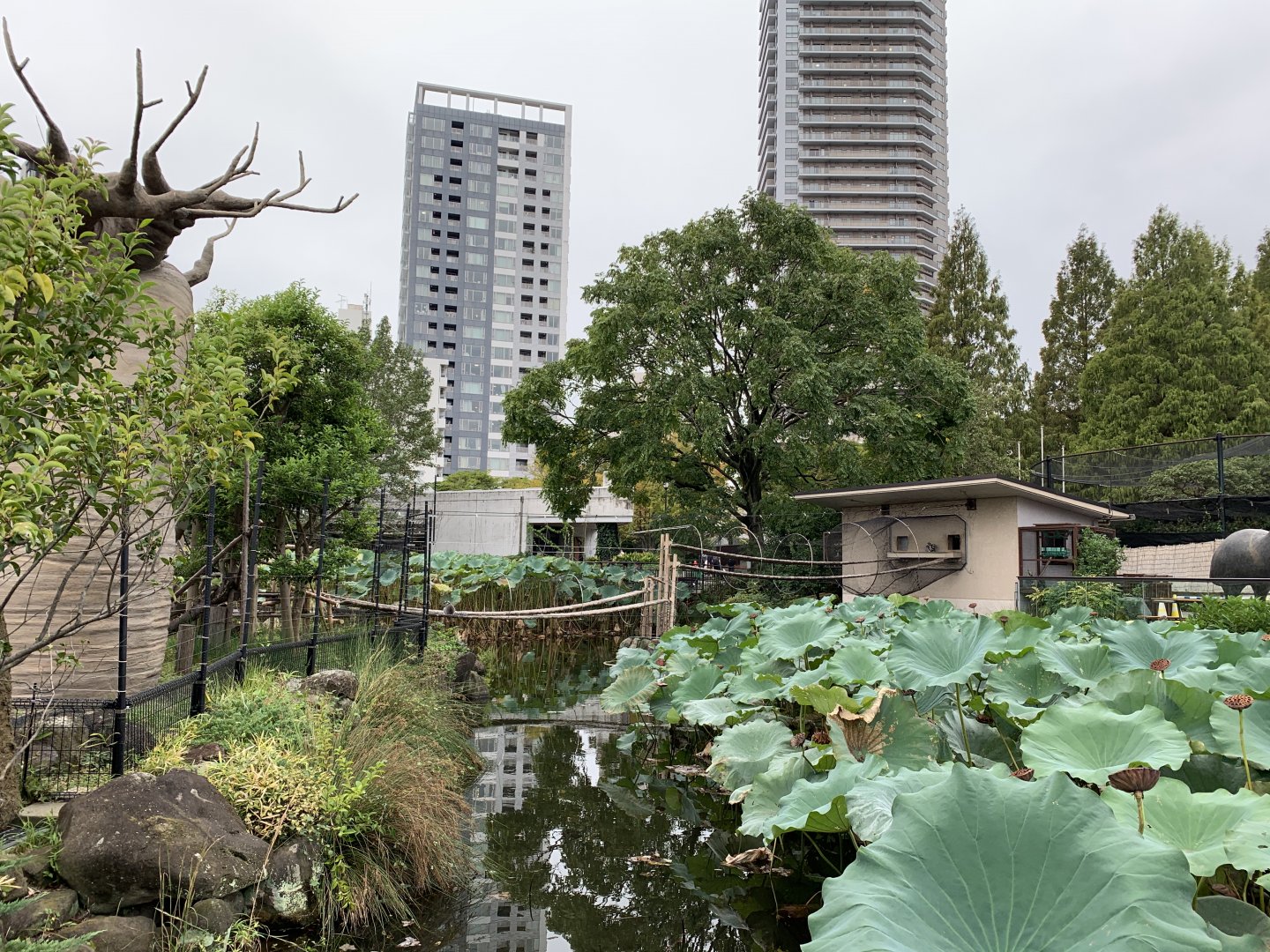 Ring-tailed Lemur Exhibit