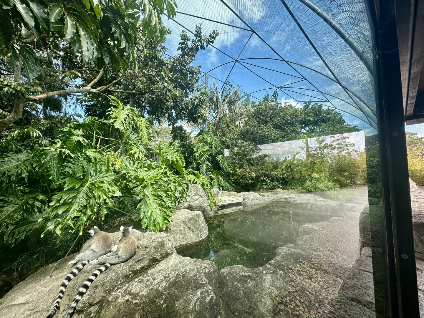 Ring-tailed Lemur Exhibit