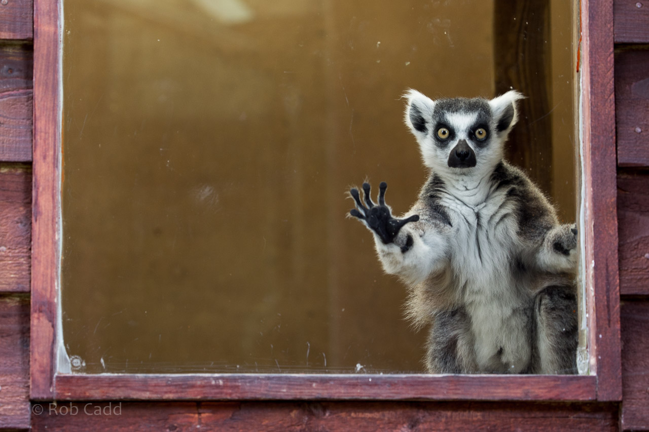 Ring-tailed lemur : Exmoor Zoo : 22 May 2015
