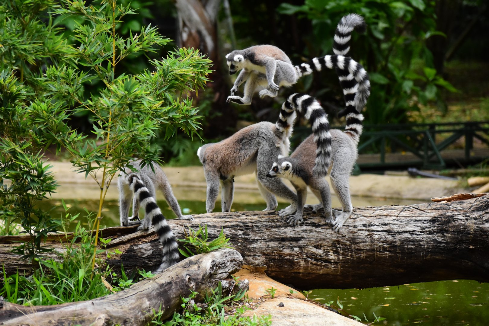 Ring-tailed lemur family (Lemur catta)