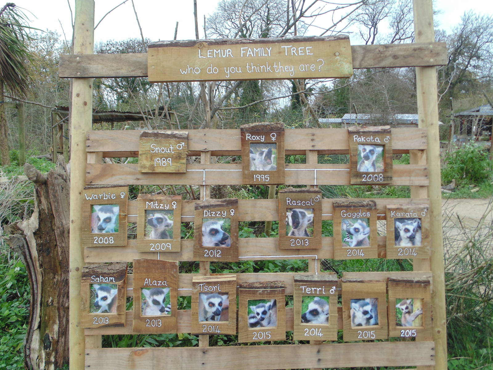 Ring Tailed Lemur Family Tree