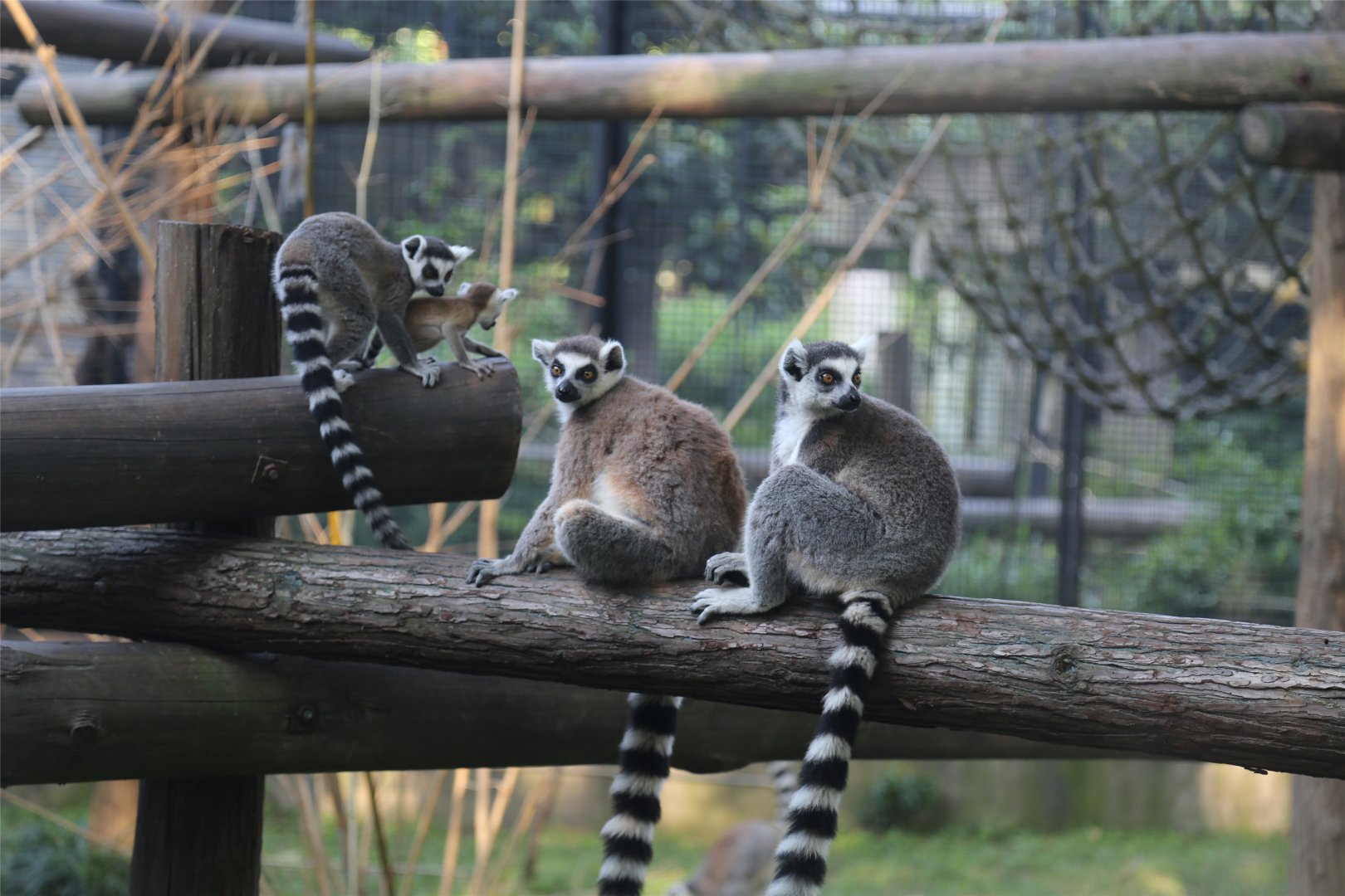 Ring-tailed Lemur Family