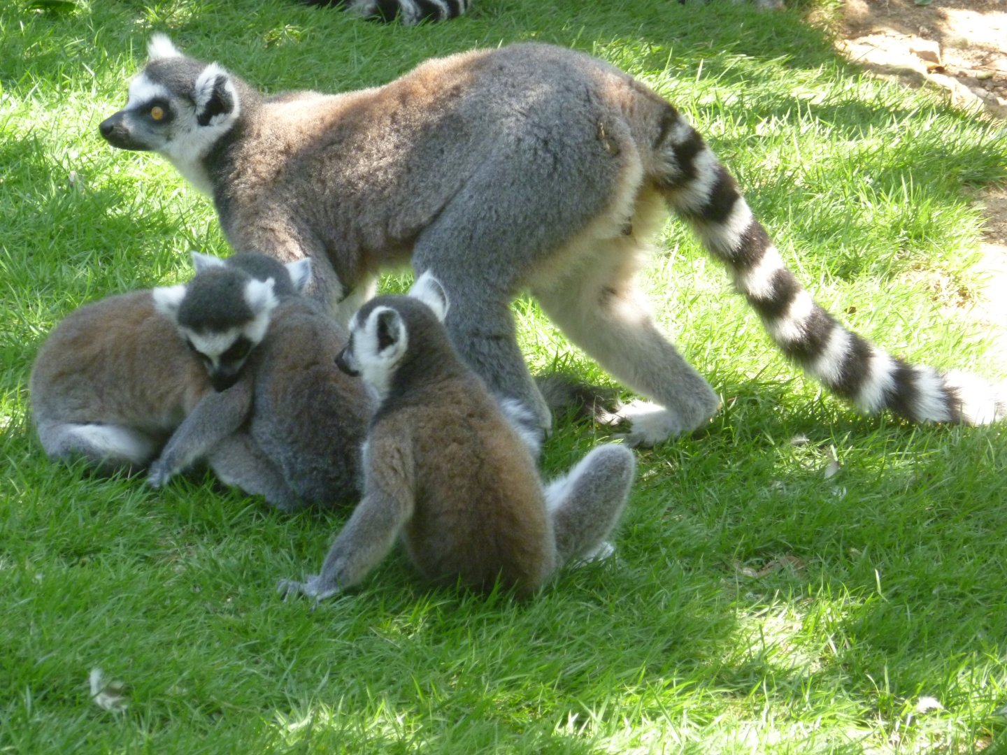 Ring-tailed lemur family