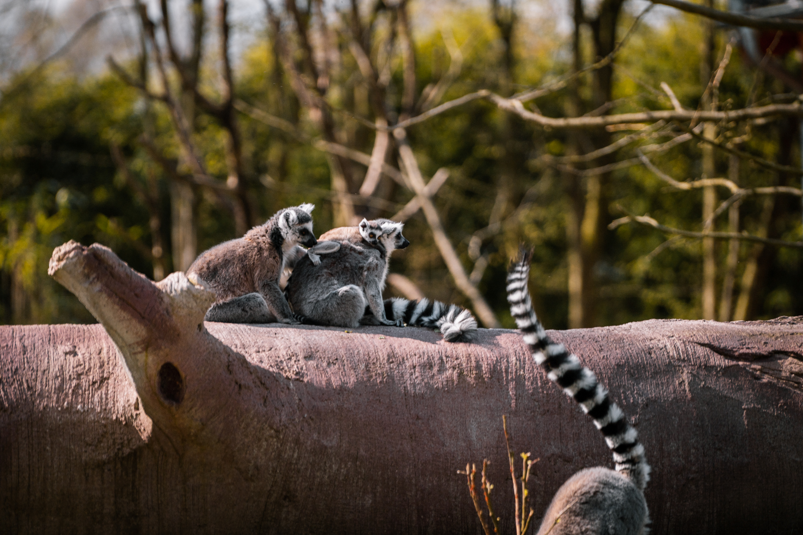 Ring-Tailed Lemur family