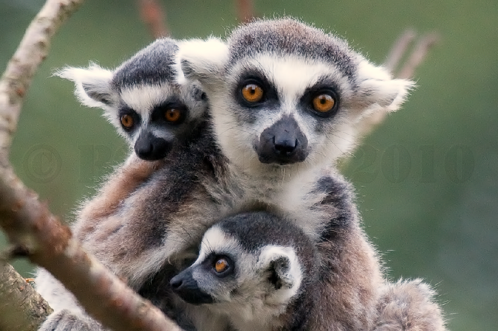 Ring Tailed Lemur Family