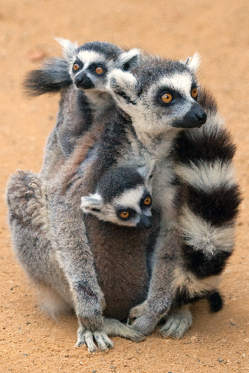 Ring Tailed Lemur Family