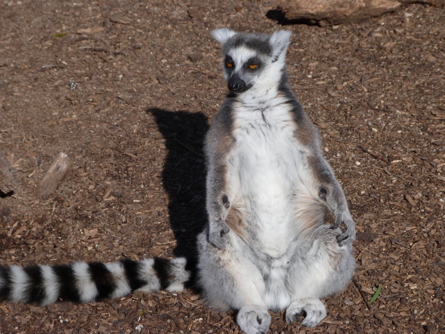 Ring-tailed lemur -Faunia (2025)