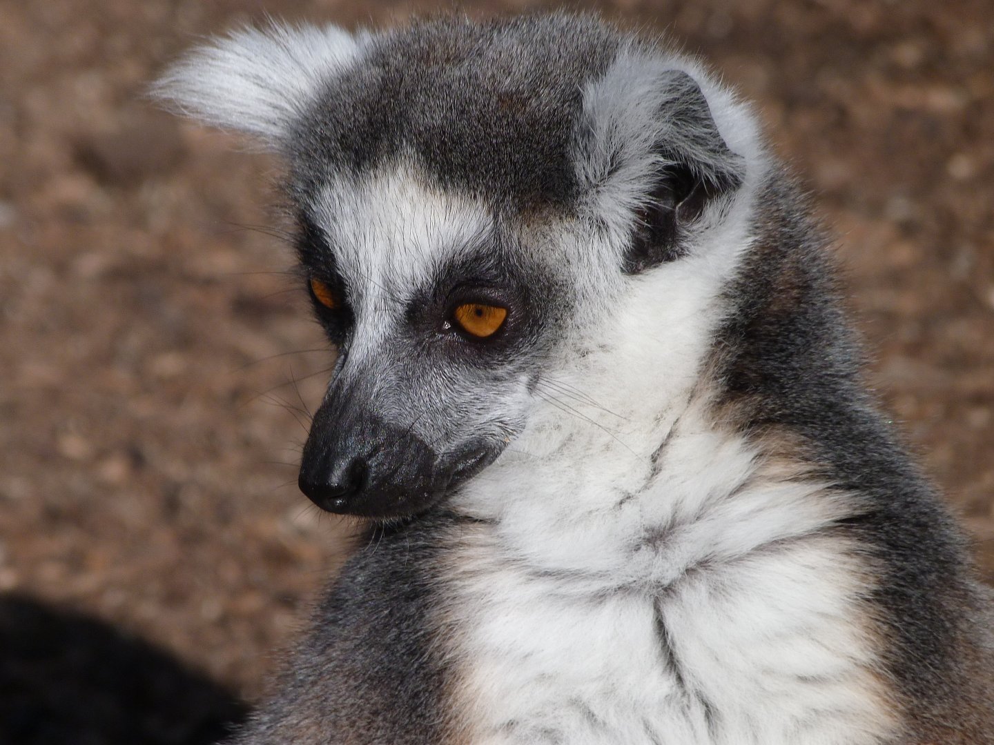 Ring-tailed lemur -Faunia (2025)
