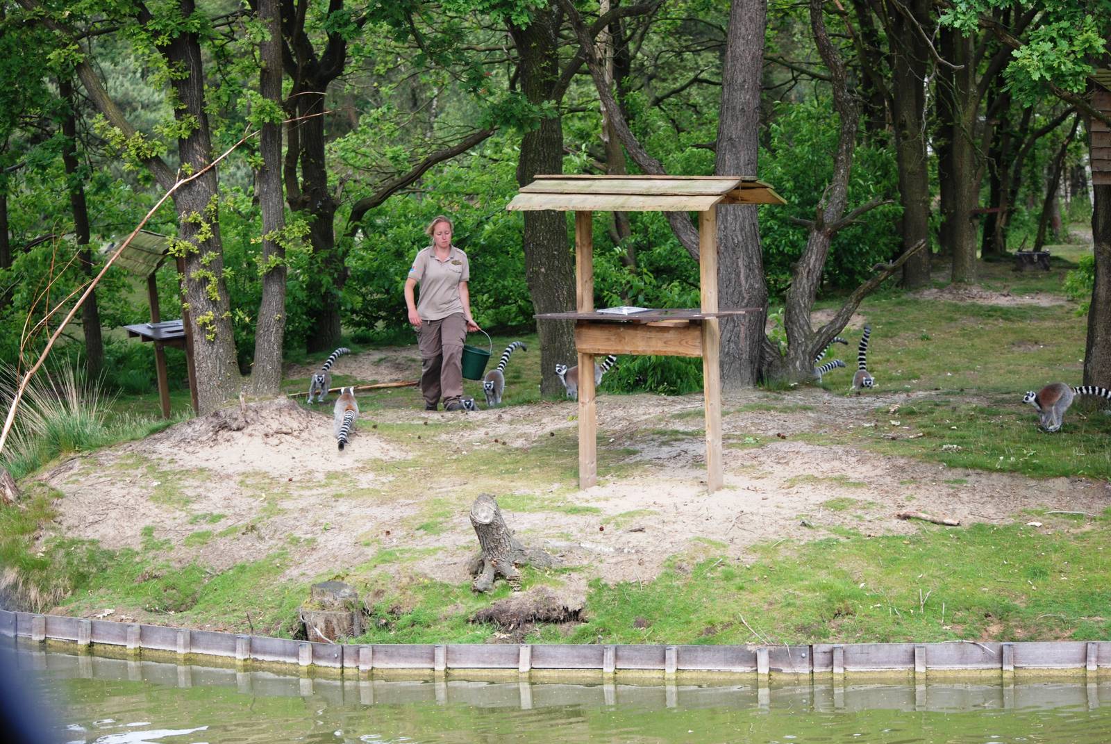 Ring-tailed Lemur Feeding at Beekse Bergen, 31/05/12