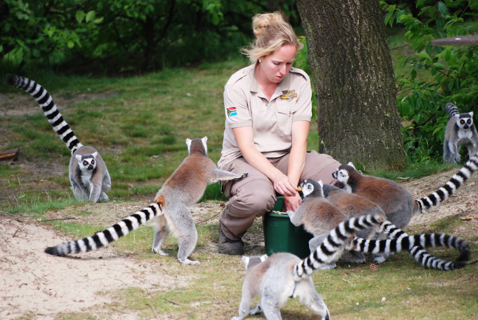 Ring-tailed Lemur Feeding at Beekse Bergen, 31/05/12